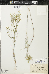 Linum sulcatum image