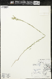 Linum sulcatum image