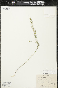 Linum sulcatum image