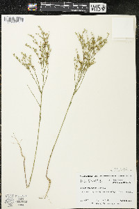 Linum sulcatum image