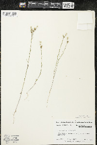 Linum sulcatum image