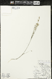 Linum sulcatum image