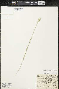 Linum sulcatum image