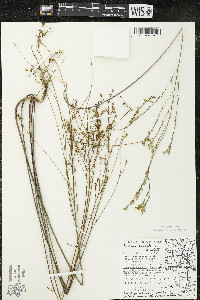Linum sulcatum image