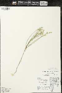 Linum sulcatum image