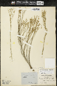 Linum sulcatum image