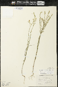 Linum sulcatum image