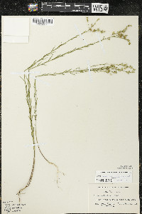 Linum sulcatum image