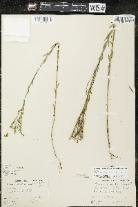 Linum sulcatum image