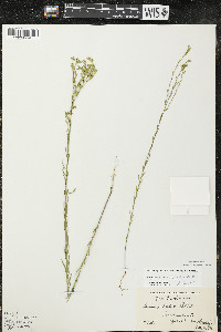 Linum sulcatum image