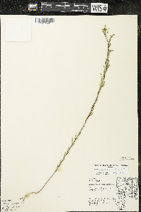 Linum sulcatum image