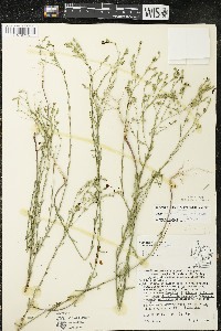 Linum sulcatum image