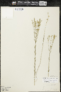 Linum sulcatum image