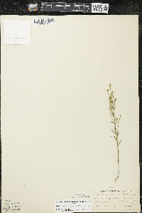 Linum sulcatum image