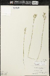 Linum sulcatum image