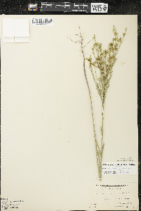 Linum sulcatum image