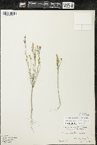 Linum sulcatum image