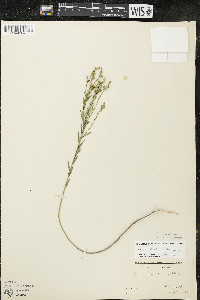 Linum sulcatum image