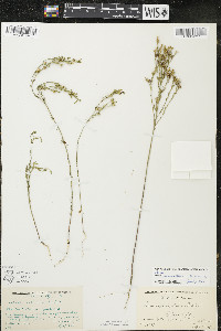 Linum sulcatum image