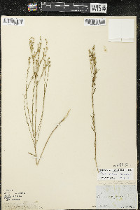 Linum sulcatum image