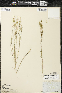 Linum sulcatum image