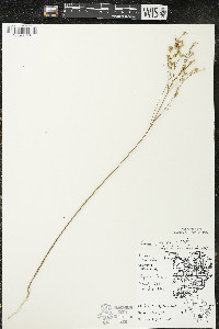 Linum sulcatum image