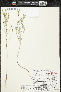 Linum sulcatum image