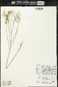 Linum sulcatum image