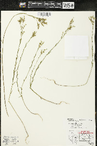 Linum sulcatum image