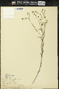 Linum usitatissimum image