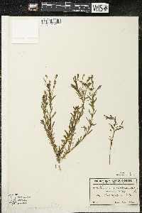 Linum usitatissimum image