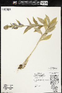 Lobelia siphilitica var. siphilitica image