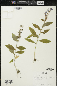 Lobelia siphilitica var. siphilitica image