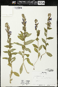 Lobelia siphilitica var. siphilitica image