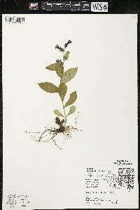 Lobelia siphilitica var. siphilitica image