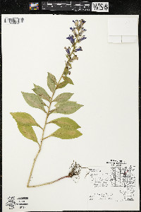 Lobelia siphilitica var. siphilitica image