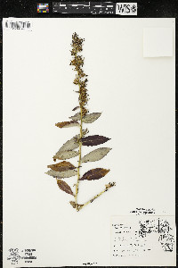 Lobelia siphilitica var. siphilitica image