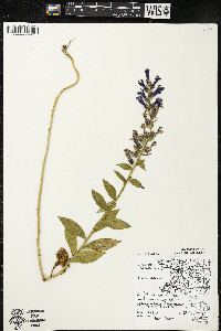 Lobelia siphilitica var. siphilitica image