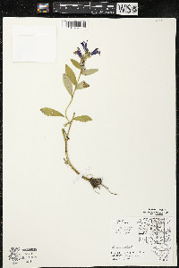 Lobelia siphilitica var. siphilitica image