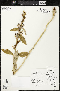 Lobelia siphilitica var. siphilitica image