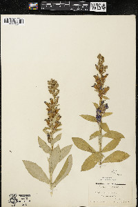 Lobelia siphilitica var. siphilitica image