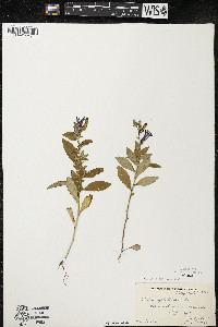 Lobelia siphilitica var. siphilitica image
