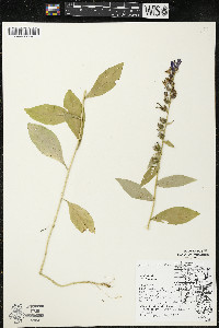 Lobelia siphilitica var. siphilitica image