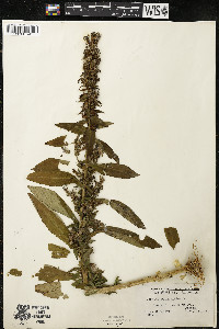 Lobelia siphilitica var. siphilitica image