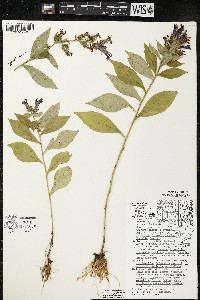 Lobelia siphilitica var. siphilitica image