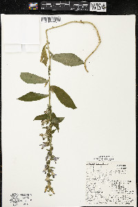 Lobelia siphilitica var. siphilitica image