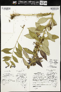 Lobelia siphilitica var. siphilitica image