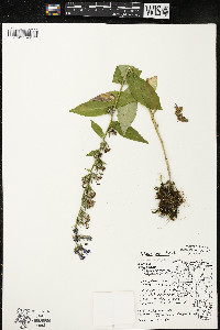 Lobelia siphilitica var. siphilitica image