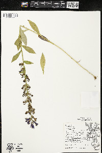 Lobelia siphilitica var. siphilitica image