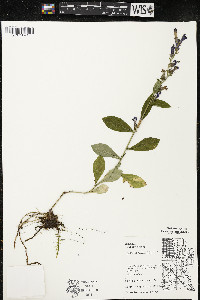 Lobelia siphilitica var. siphilitica image